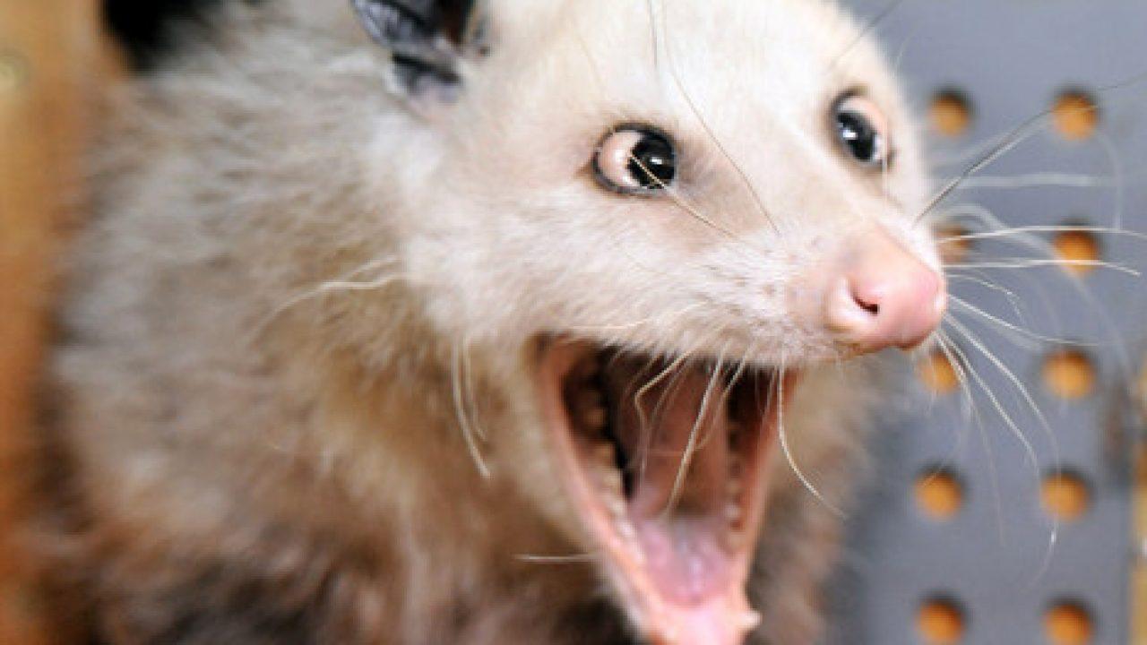 养负鼠做宠物是一种什么样的体验