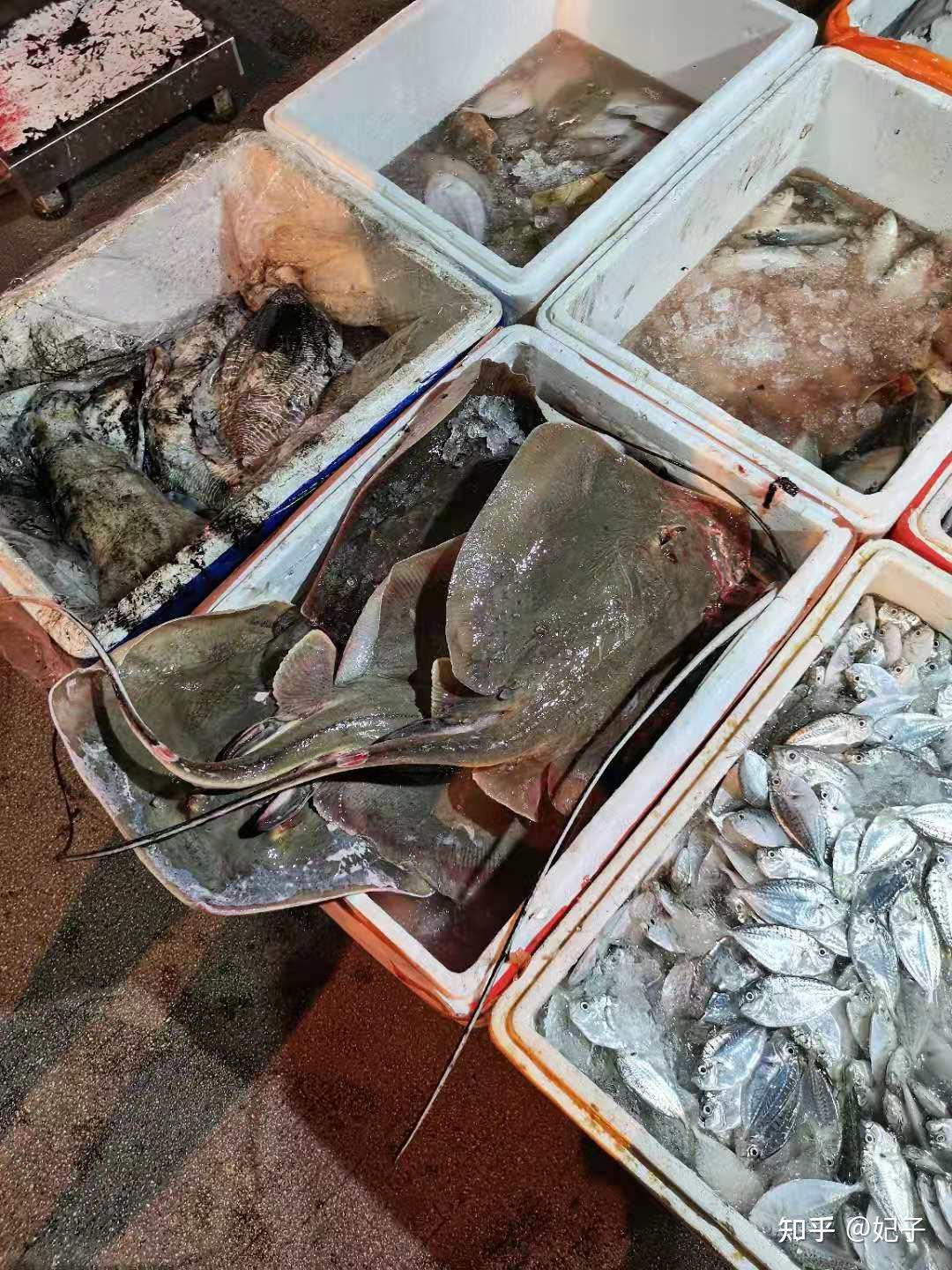 凌晨鱼市 可以看到 平常难见到的鱼种 - 知乎