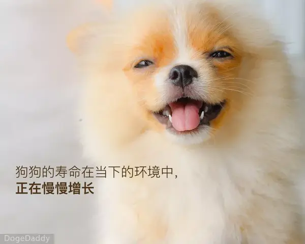 下一个狗年 它还会在吗 狗狗的寿命究竟有多长 知乎