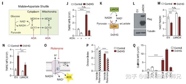 研究生如何进行文献精读？主刊science教你大热的代谢免疫研究思路—肿瘤细胞分泌促癌代谢物d 2hg抑制cd8 T细胞糖酵解 知乎