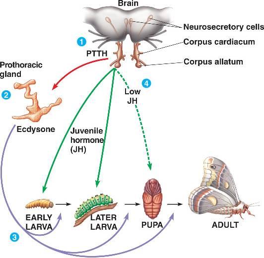 图说内分泌系统endocrinesystem无脊椎动物