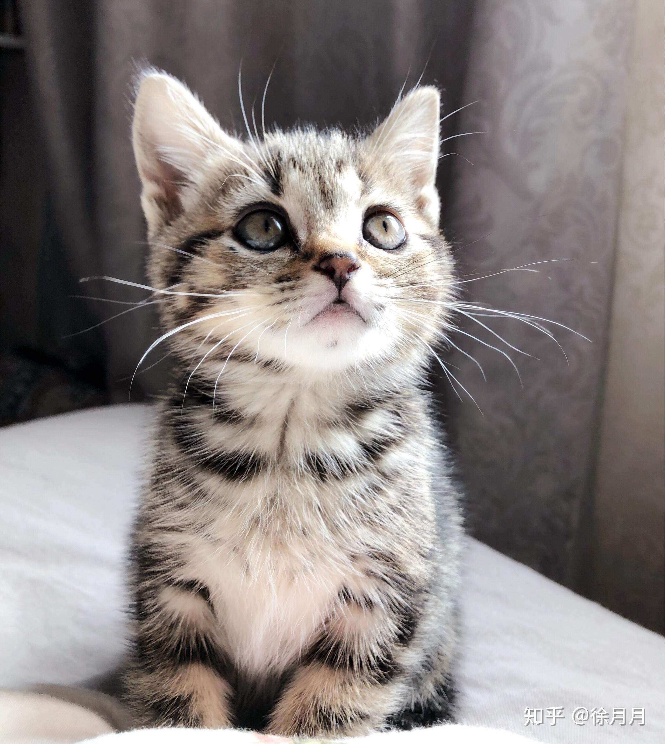 养一只美短是怎样的体验