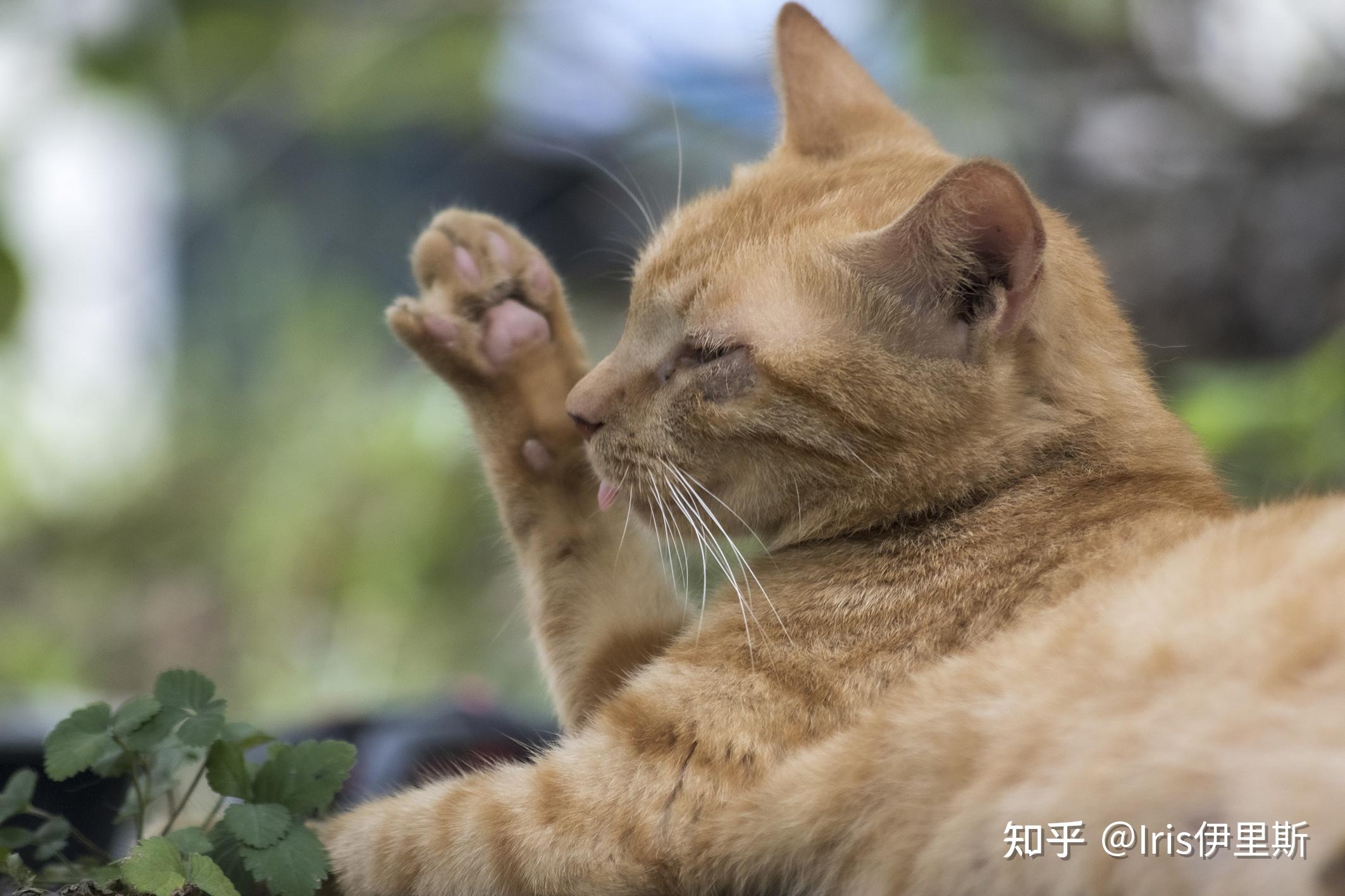 貓咪春季養護小課堂之常見的疾病