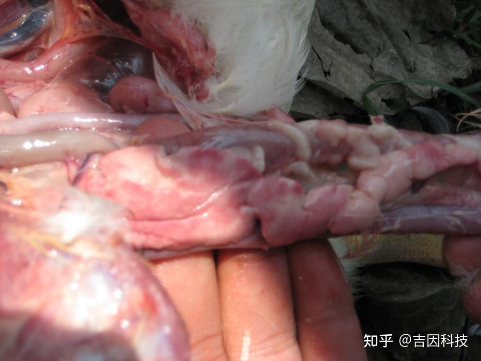 心冠脂肪出血,部分发生心包炎;心内膜出血;气管环状出血,有血凝块