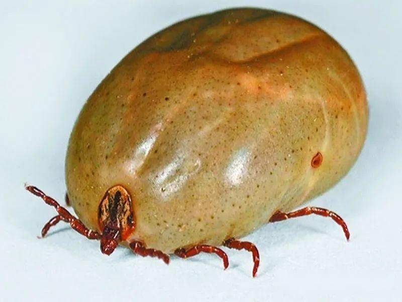 蛛形纲—寄螨总目