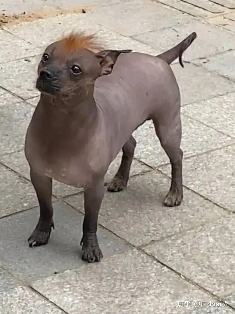 4hhh,小钻风真身找到了3这还真不用罚款了2一个敢教,一个敢学1不能说