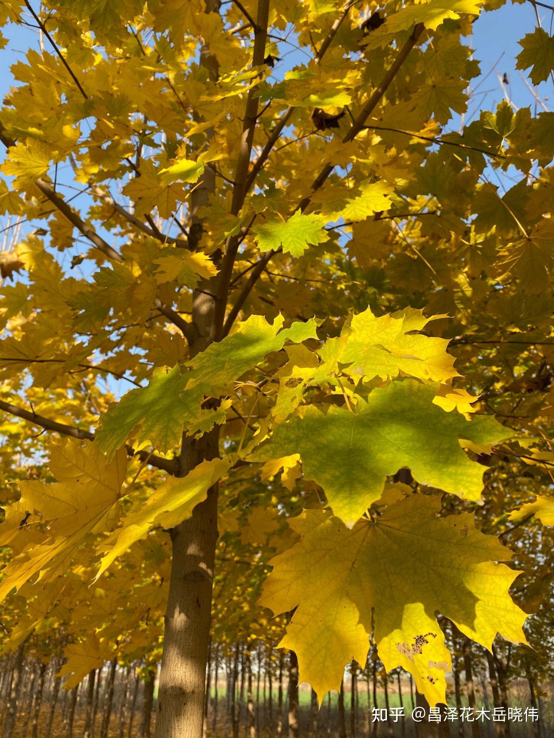 挪威槭狄波拉春夏秋三季变色漂亮观赏价值佳