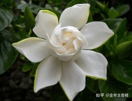香精与香料(118)—栀子花 - 知乎