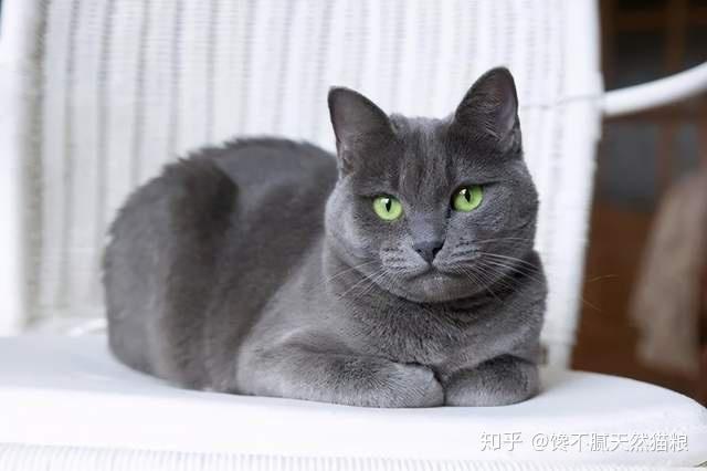 猫咪为什么喜欢“揣手手”？这7个原因很真实了 - 知乎