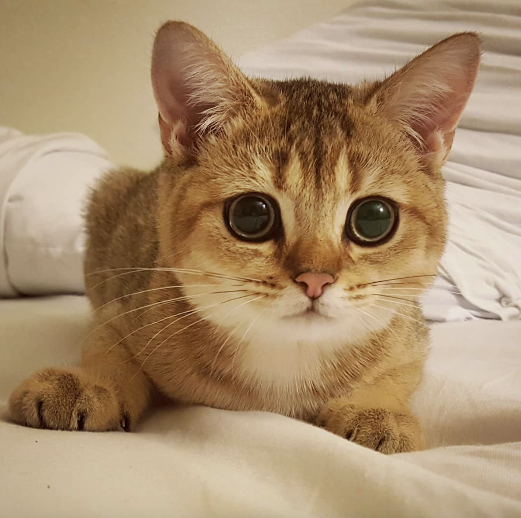 如果觉得无聊,今晚会有可爱的金渐层dudley陪伴生活在