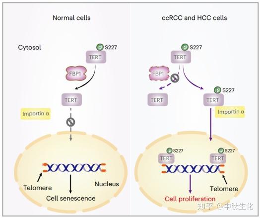 Fbp1 Nat Chem Biol | 浙江大学吕志民/许大千揭示代谢酶FBP1调控端粒长度与细胞衰老决定肿瘤生长的新机制 - 知乎