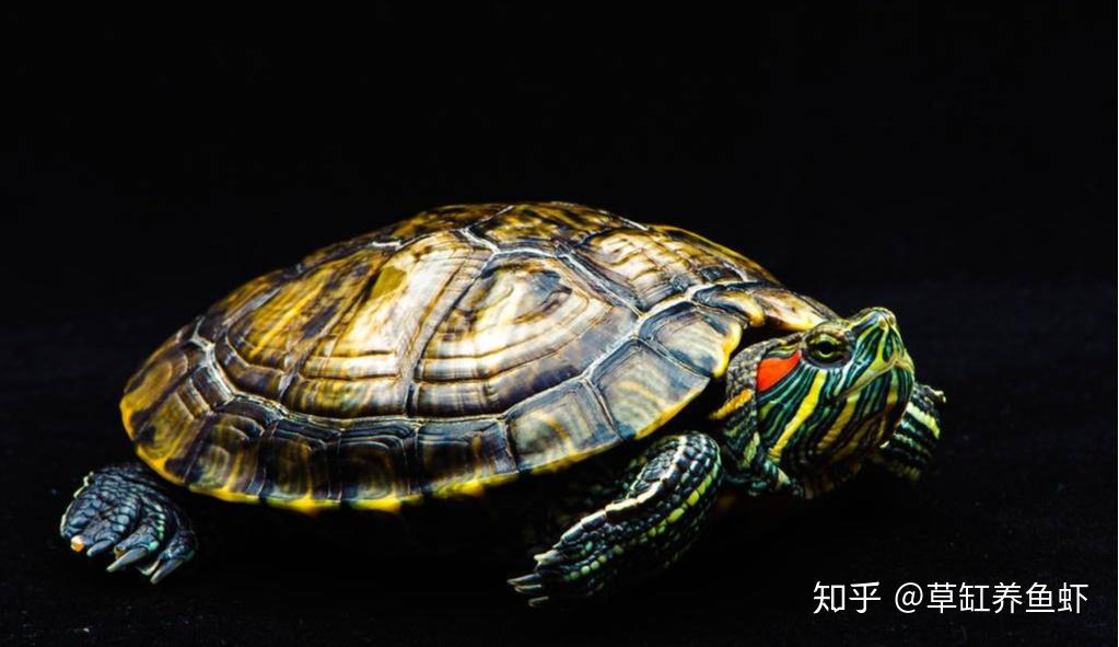 乌龟怎么养才是最舒服的 v2-be8d85231b66139b2b2ff50608759d8f_r.jpg