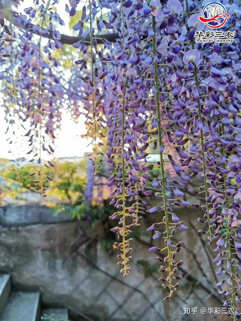 关于我们日本多花紫藤阿知安了寺紫藤九尺紫藤三农花木园林苗木种植