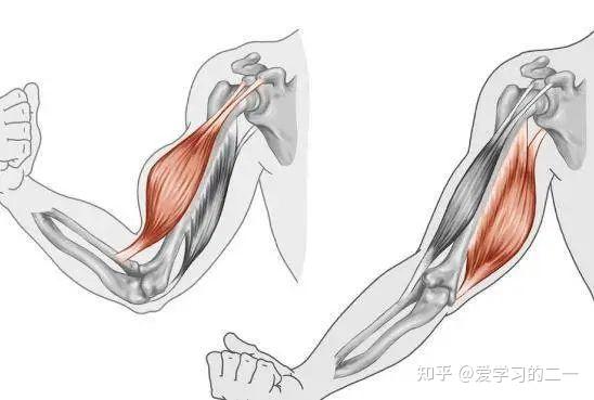 骨骼肌收缩示意图图片