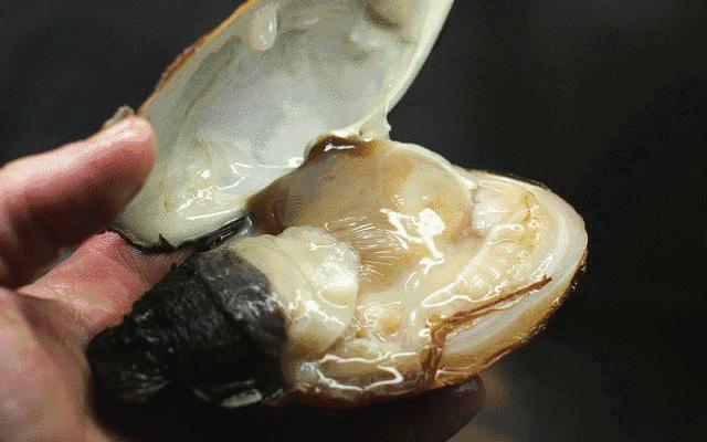 海松贝挖掘技术哪家强也许不用找蓝翔