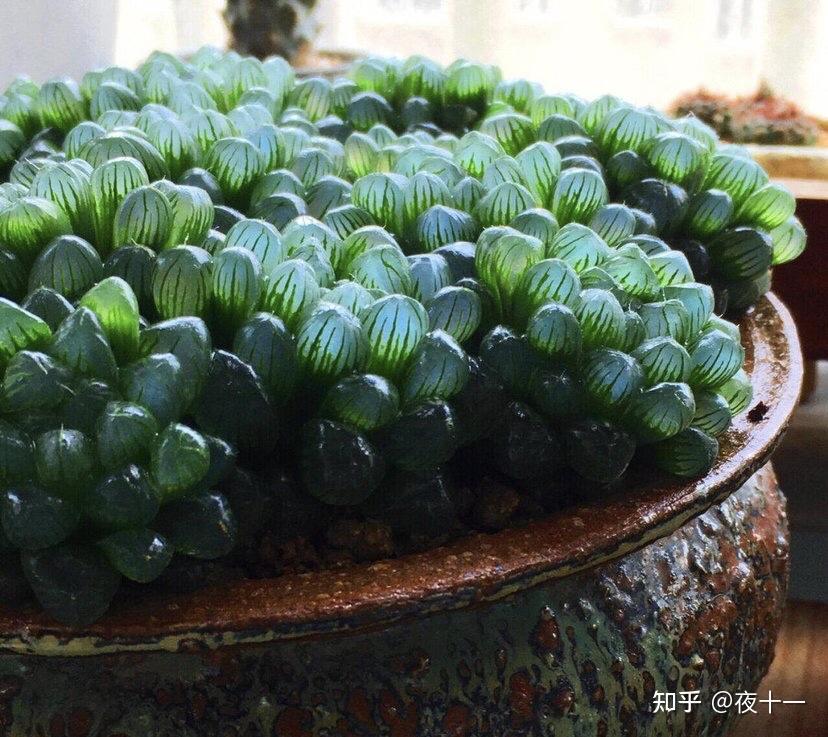 多肉补全计划姬玉露