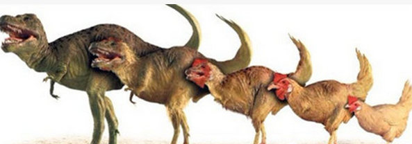 先有鸡还是先有蛋正确答案