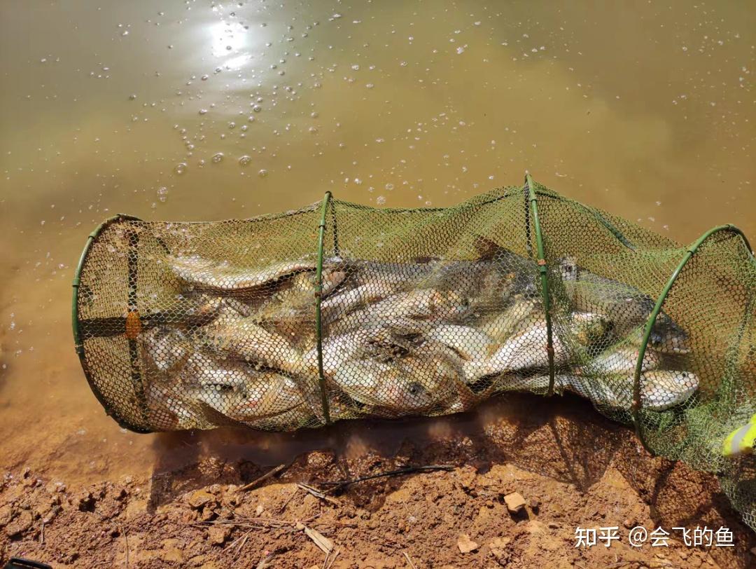 釣魚碰上肥水怎麼辦看完這篇文章心裡就有答案了