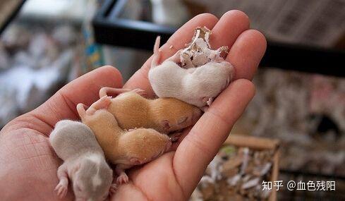 没有仓鼠妈妈,小仓鼠能活多久?