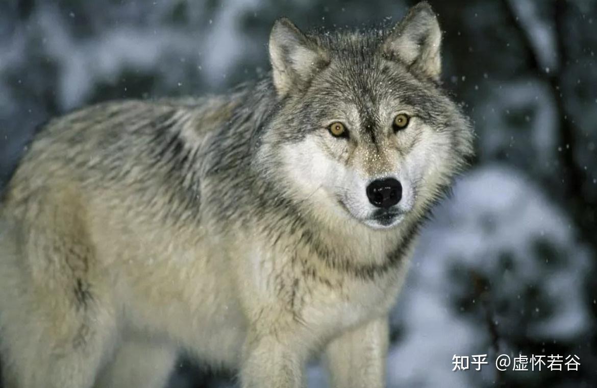 到底什么才是真正的狼性销售