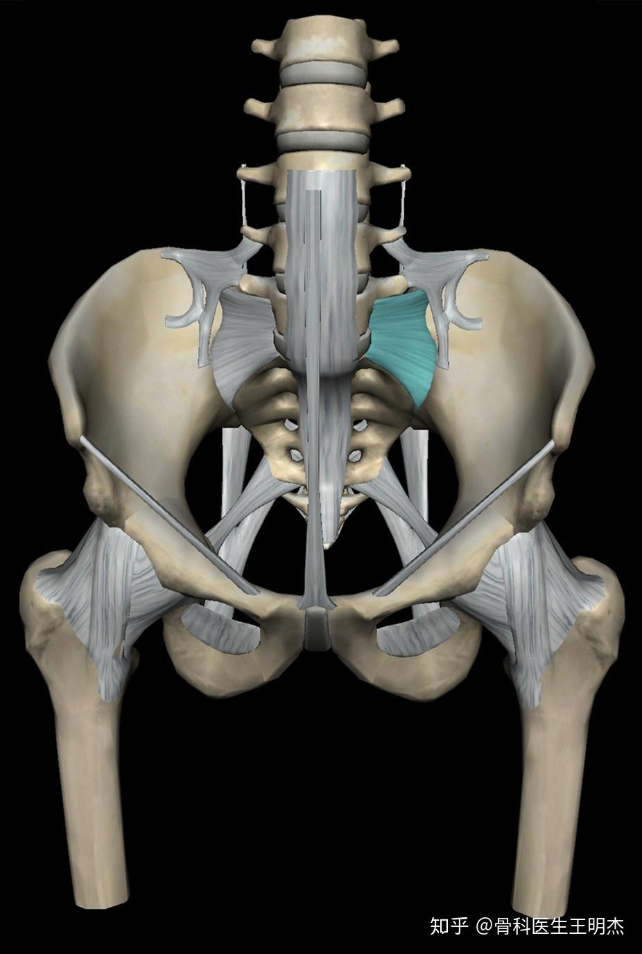 骨盆骨性结构:骨盆是人体承上启下的部位也是身体重心所在, 上接脊柱