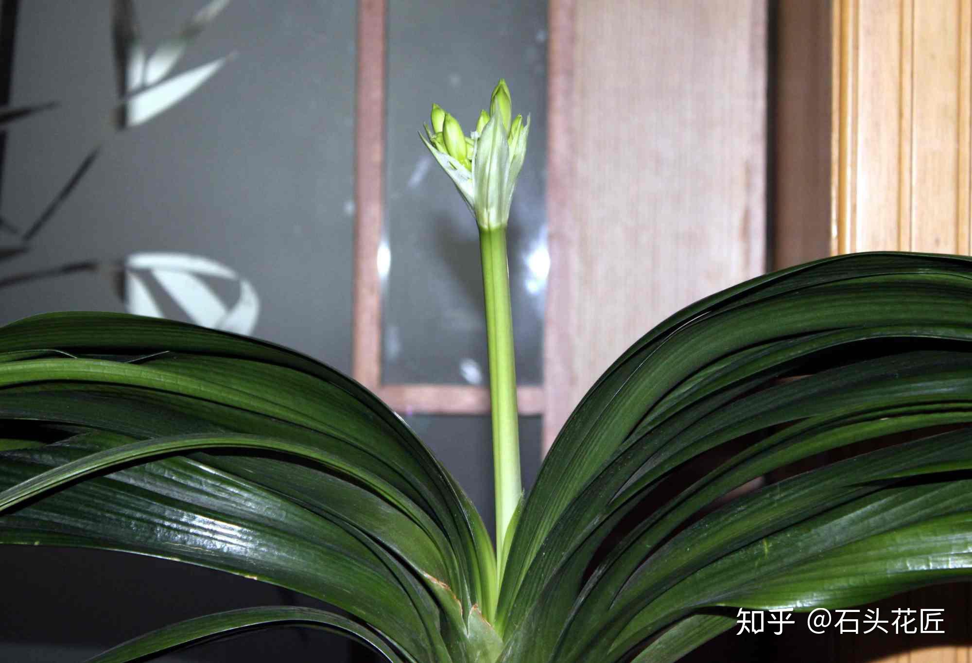 君子兰夹箭11月底做好3件事情花箭挺拔开花多