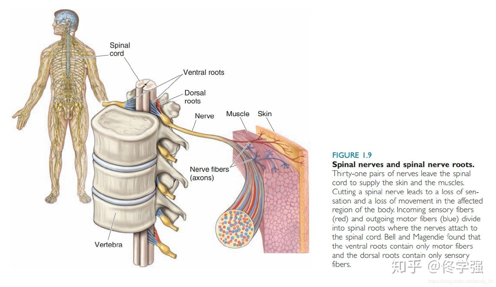 神經纖維結構圖大腦腦葉以下是2019年最新的人腦三維影像圖,很像核桃.