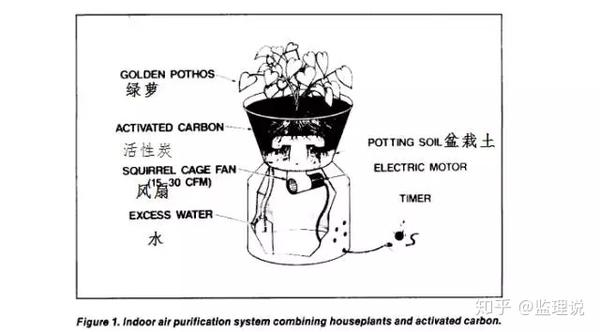 植物去甲醛到底有用吗 知乎