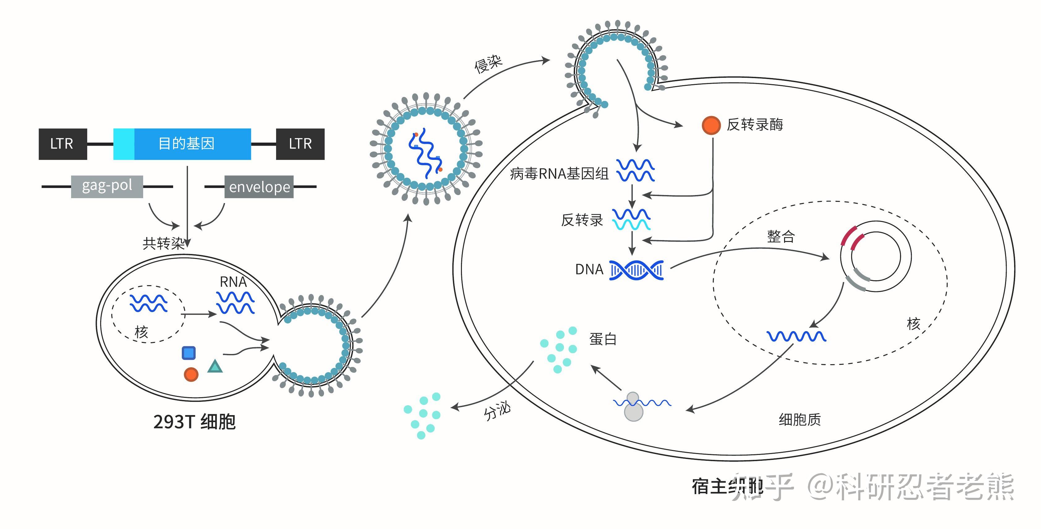 慢病毒包装手册一前世今生包装原理