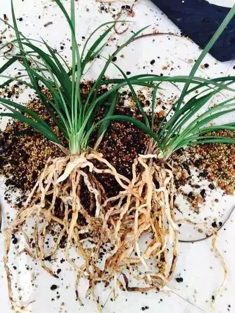 兰花养得好翻盆离不了