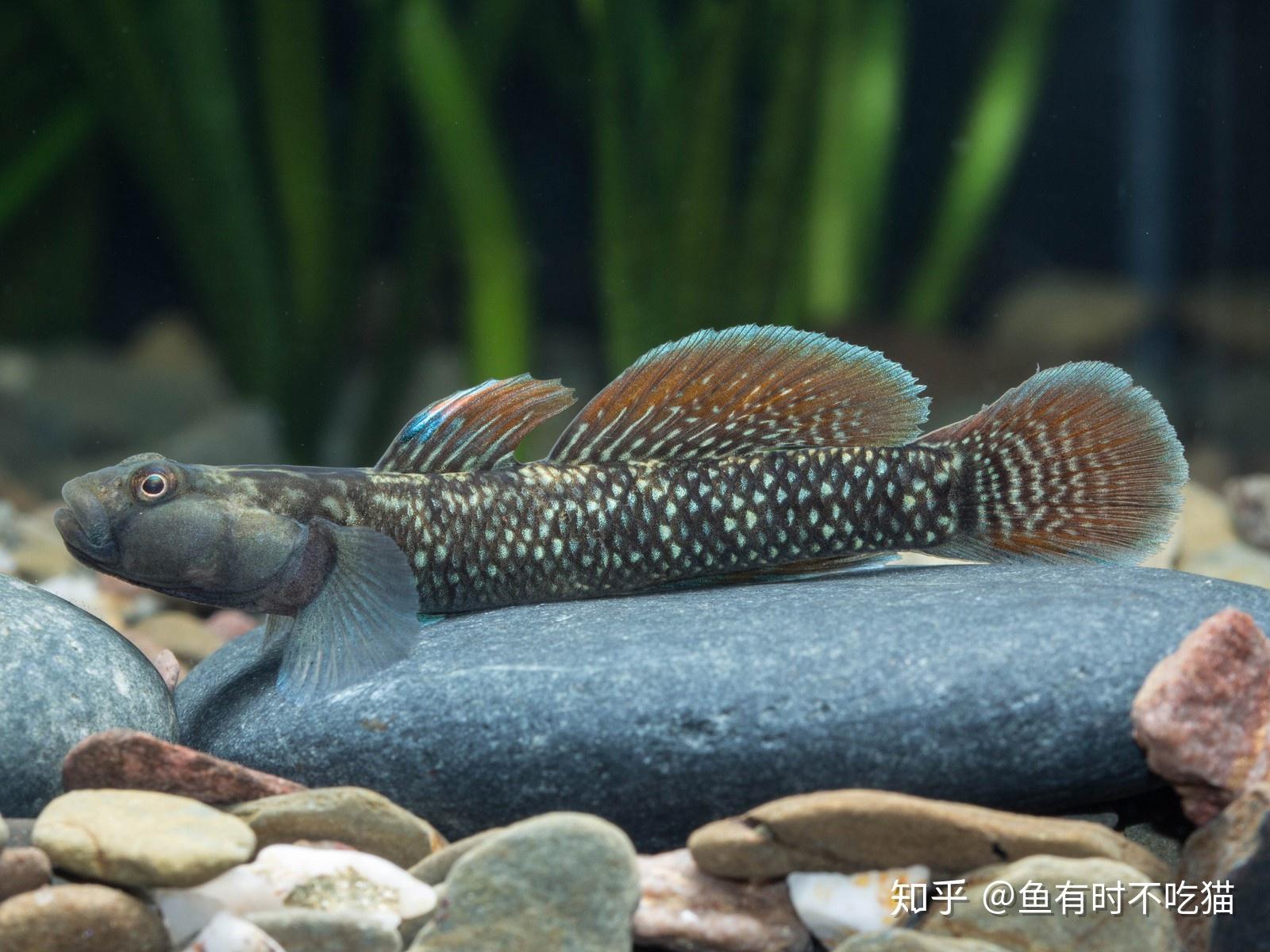 中国原生鱼:吻虾虎鱼图鉴