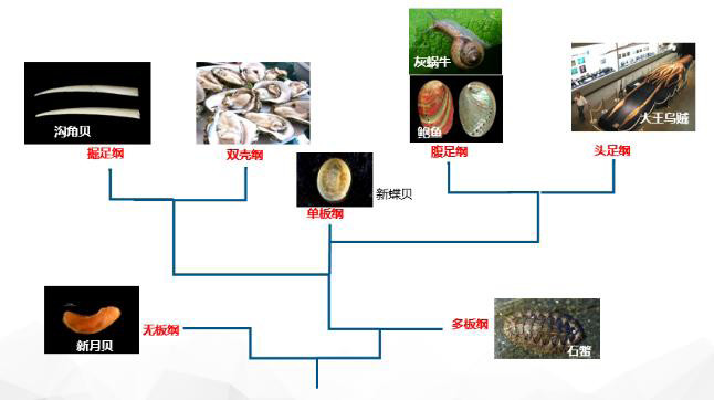 软体动物门分为7个纲:单板纲(monoplacophora),多板纲(polyplacophora