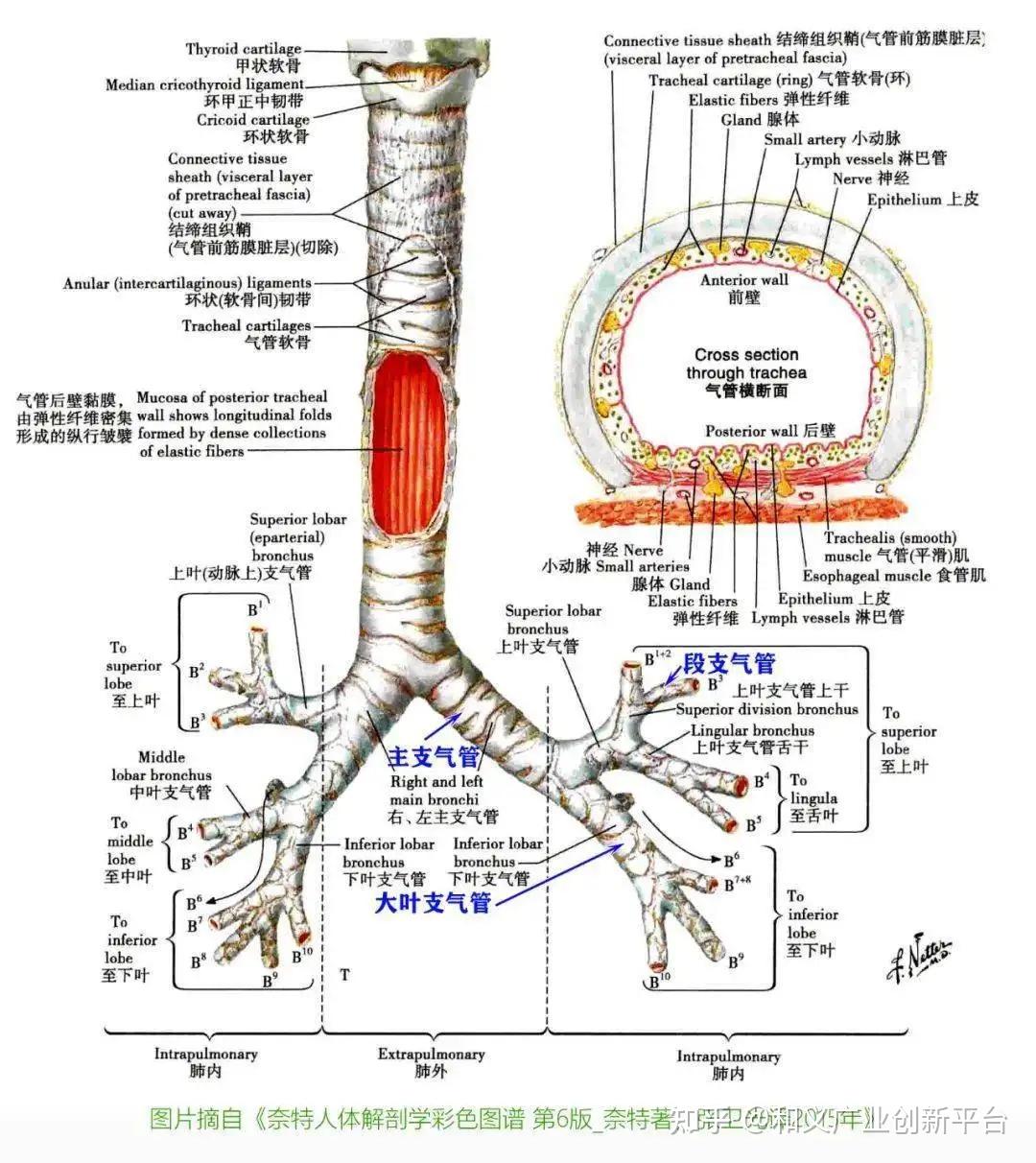 非血管支架2——气管支架概览,一文了解临床应用,产品分类,发展趋势 - 知乎