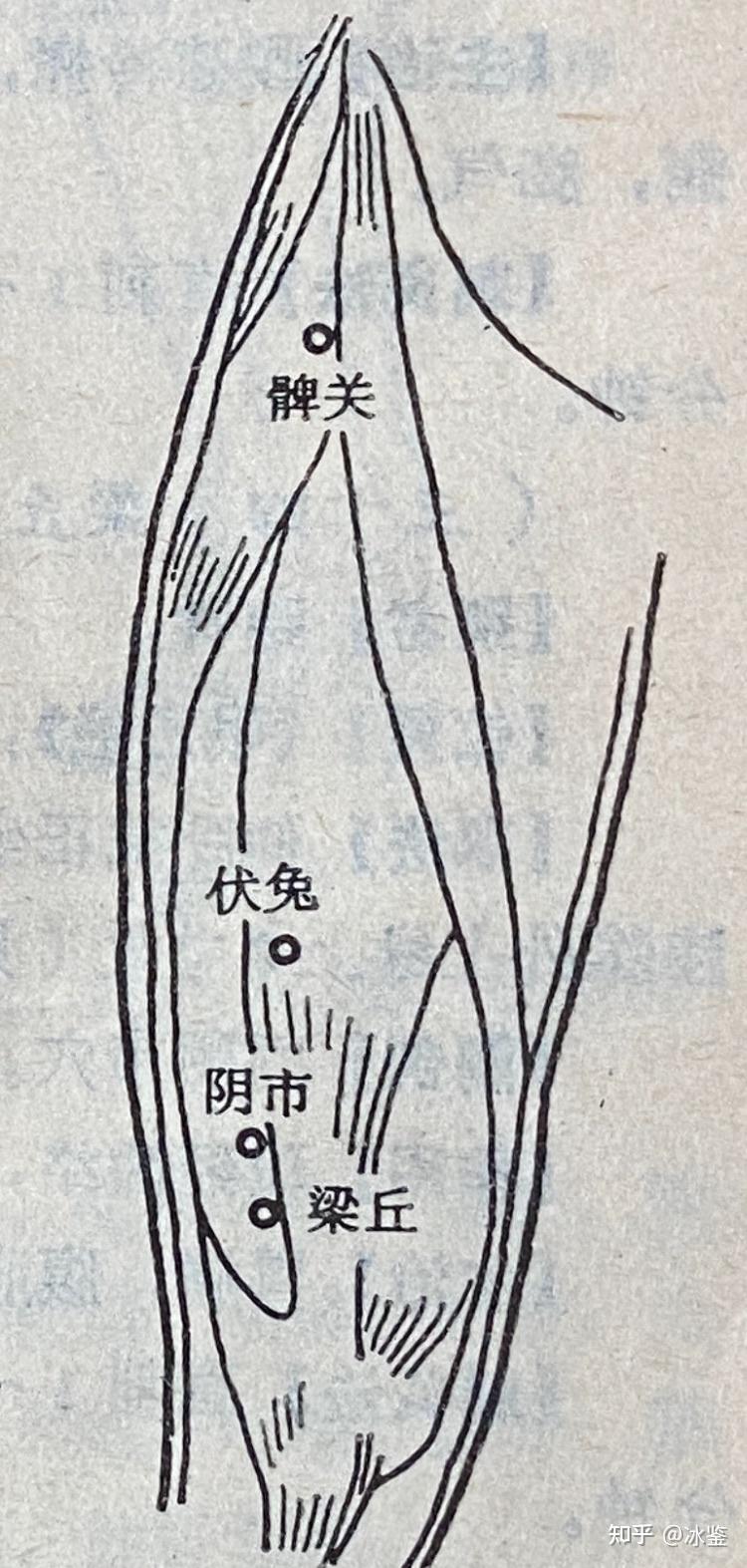 玉虛玄學風水課程玉虛玄針十四經經穴足陽明胃經經穴