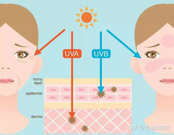 大家都知道防的是紫外线 紫外线uvb伤害我们的表皮层,紫外线uva伤害