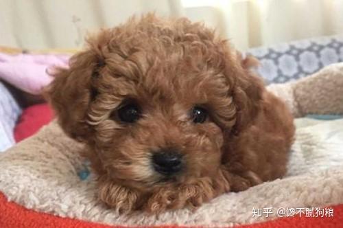 泰迪犬身上有 虫 的6个表现 再不驱虫后果很严重 知乎