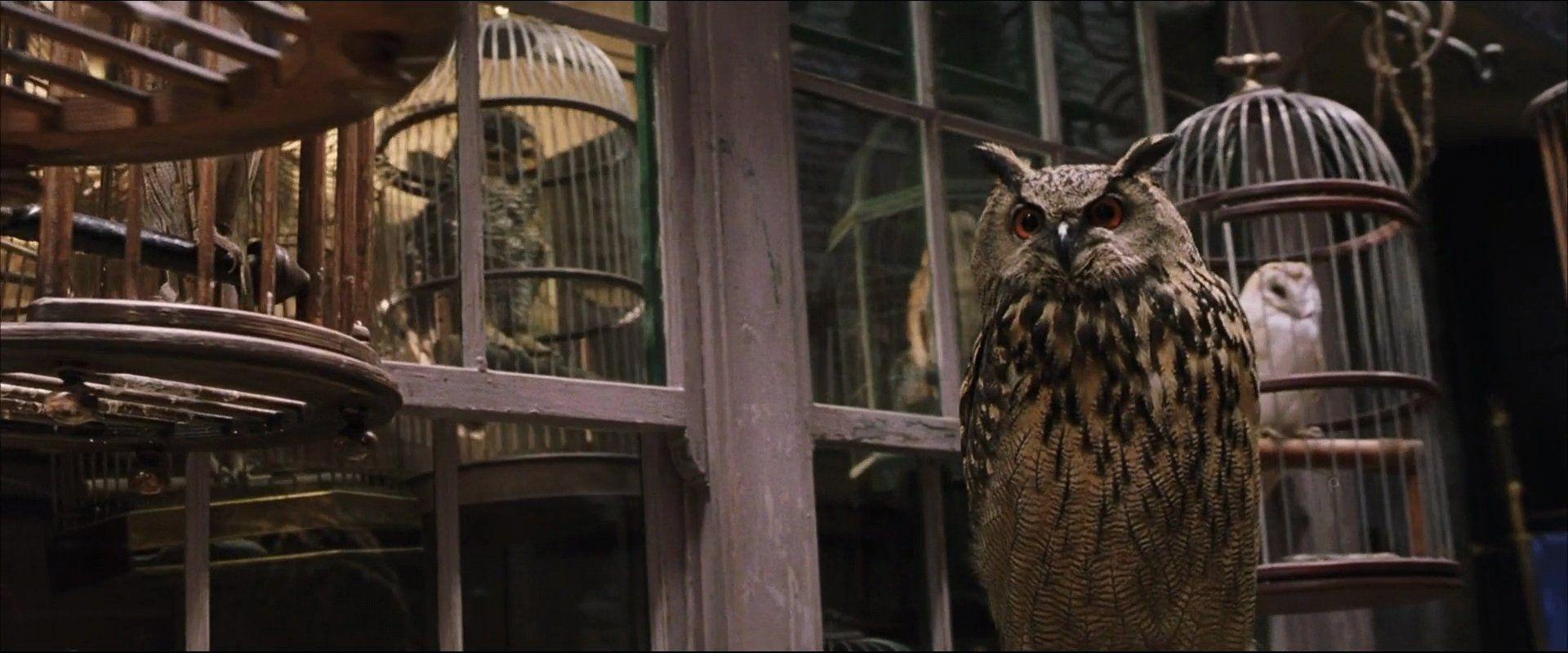 霍格沃茨新生入学指南,新生一定要知道的知识. - 知乎