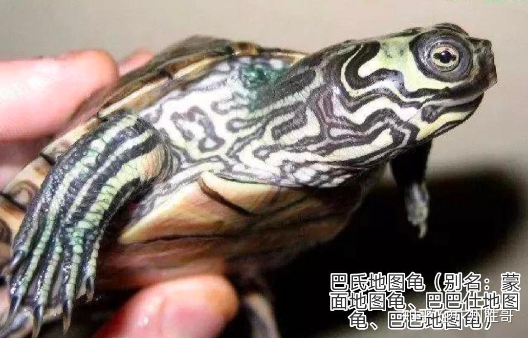 地图龟是龟界的哈士奇,也是适合新手饲养的观赏龟,地图龟有13种 - 知乎