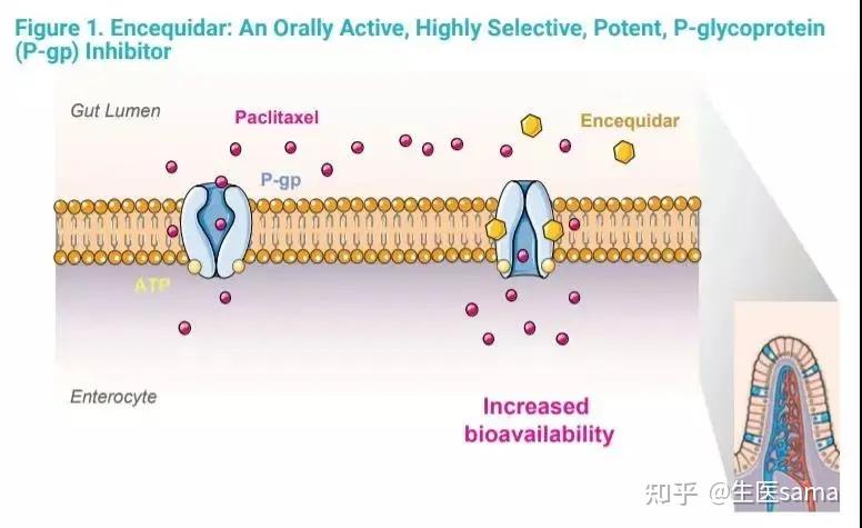 紫杉醇制剂的迭代之路