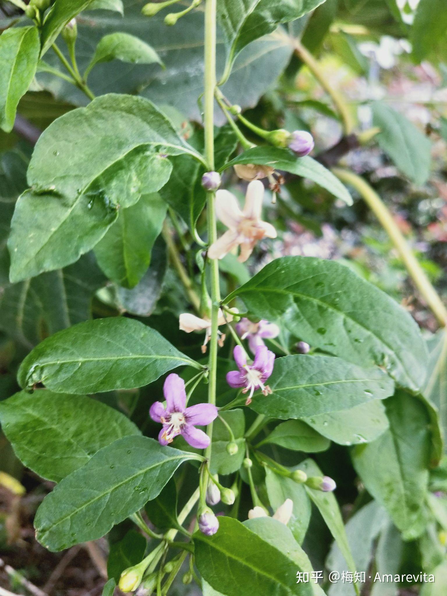 枸杞花九月十三日2021年365日一日七话题