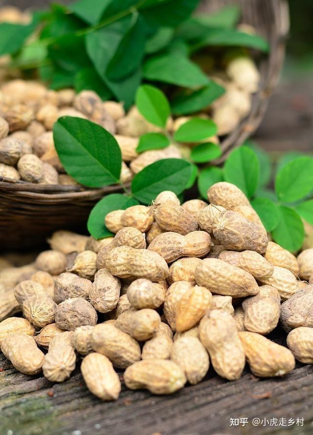 高血压患者可以吃花生吗牢记这几种食物有效控制血压问题