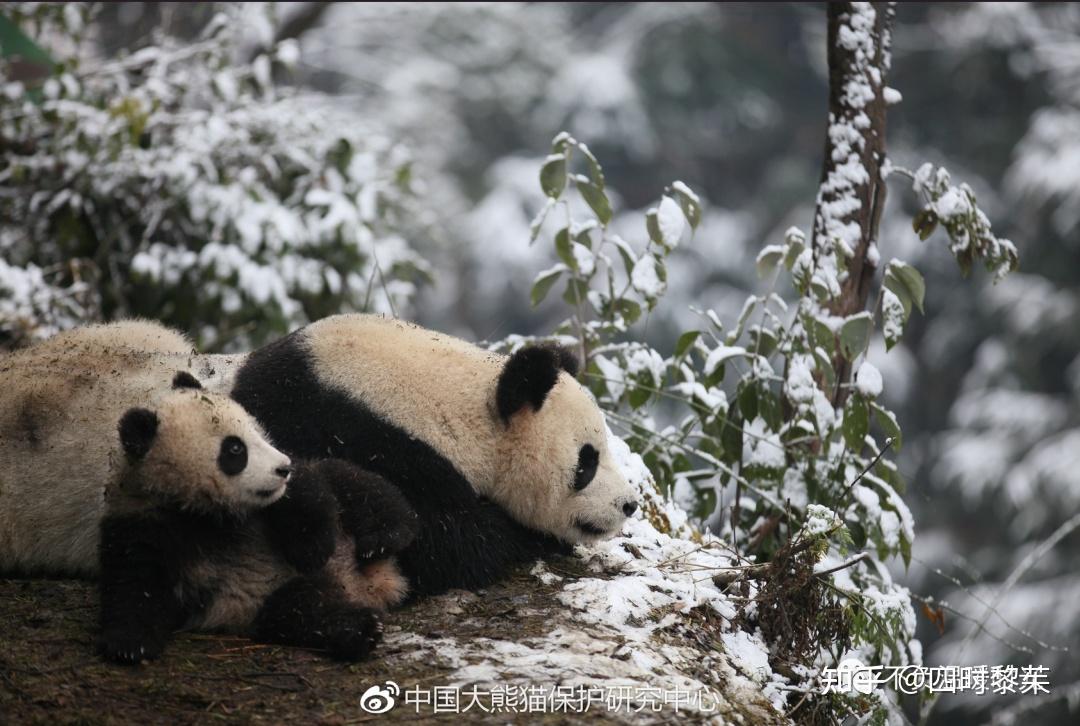 大熊猫喜妹,美不只在浓颜 - 知乎