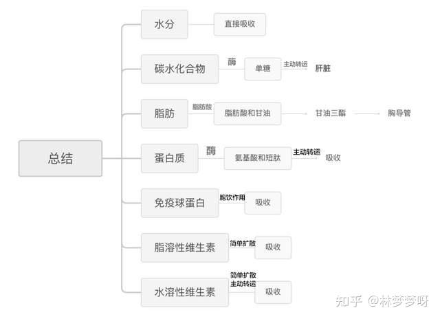 猫小肠大肠图解图片