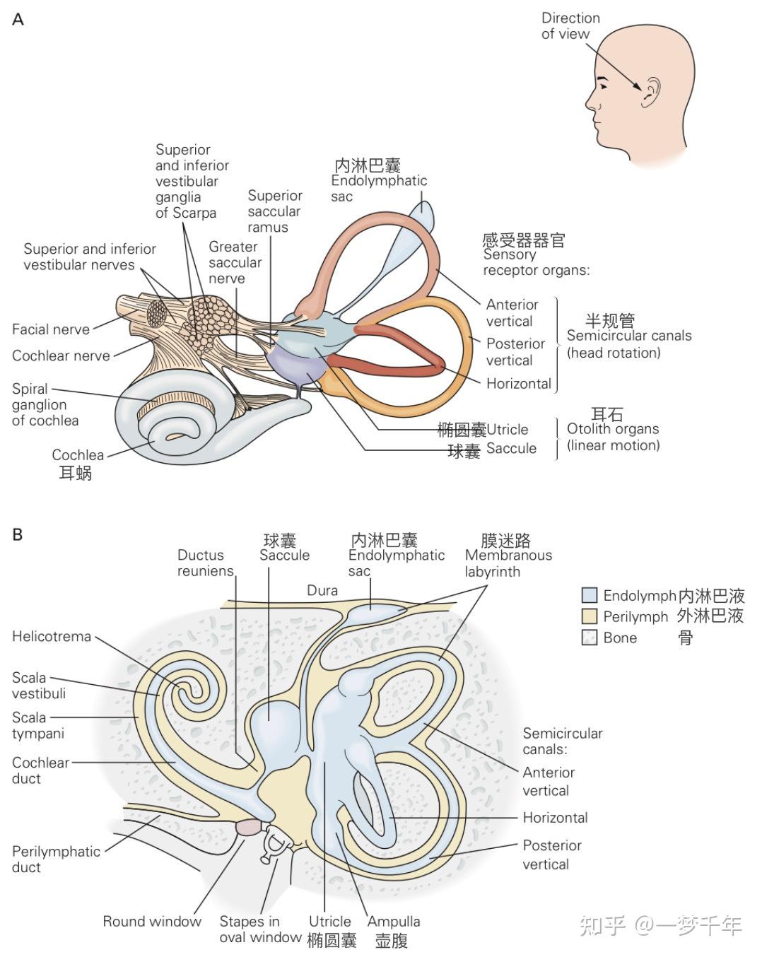 血肿瘤屏障图片