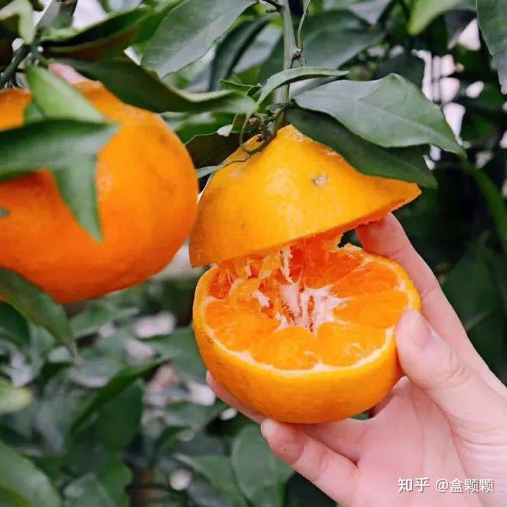 气味旅行春分去摩洛哥寻一道橙光