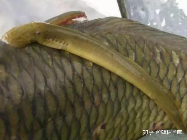 七鳃鳗 知乎