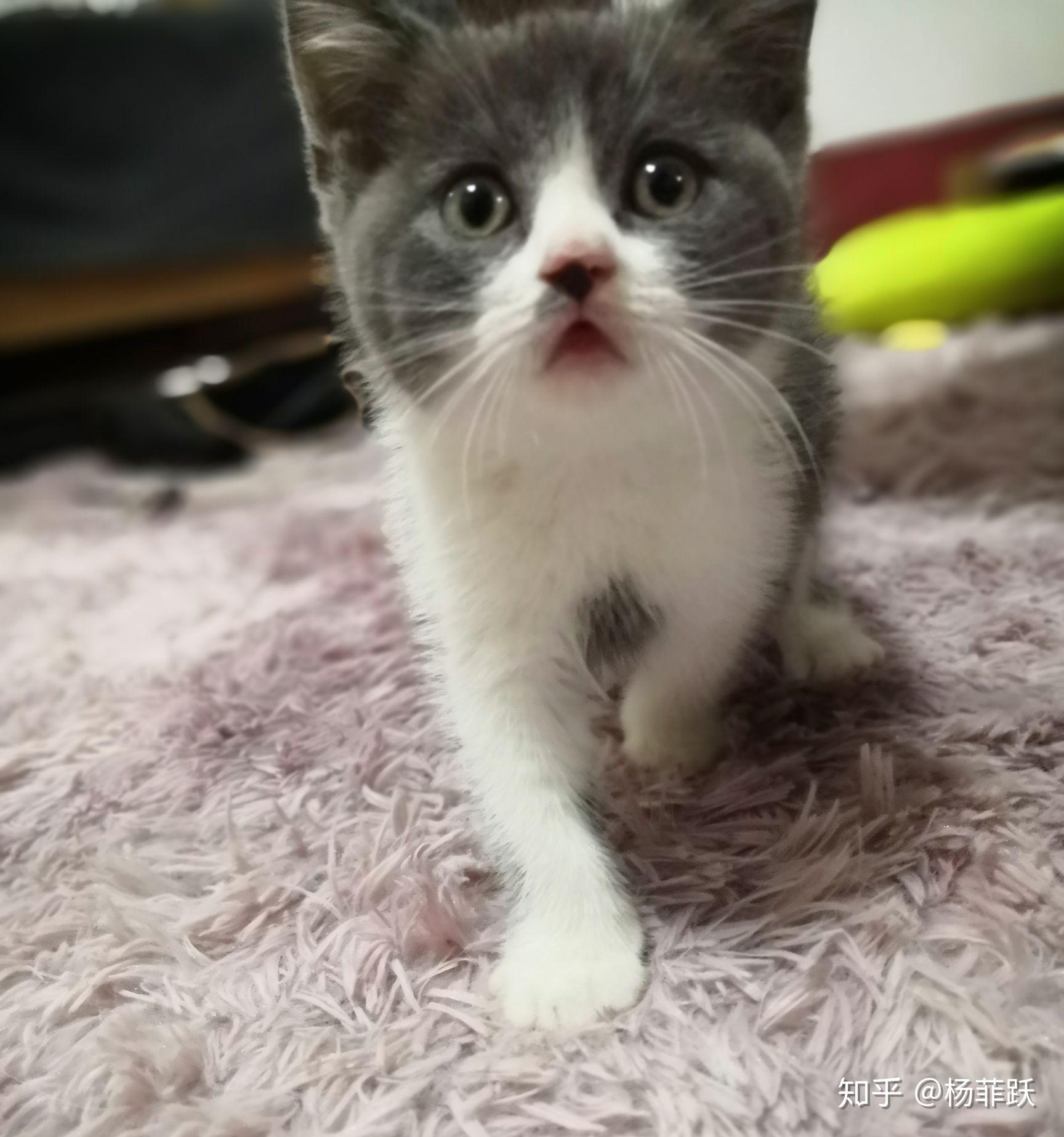 英短蓝白900值吗