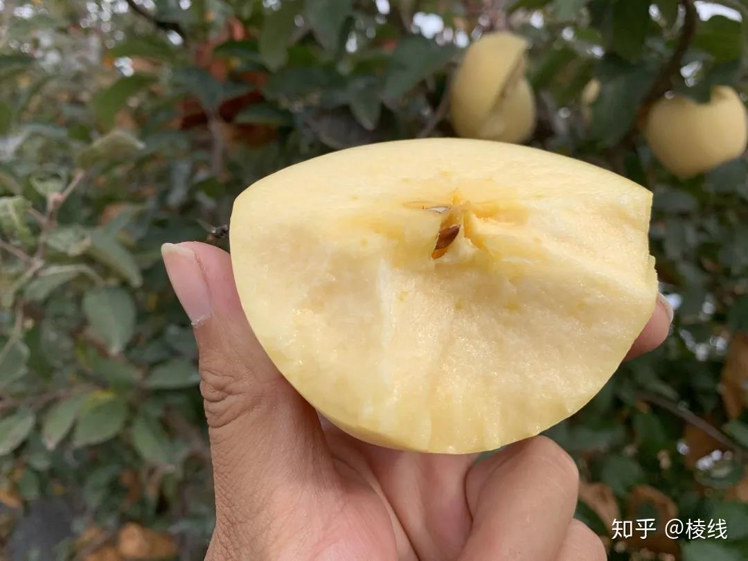 山东烟台维纳斯金星苹果