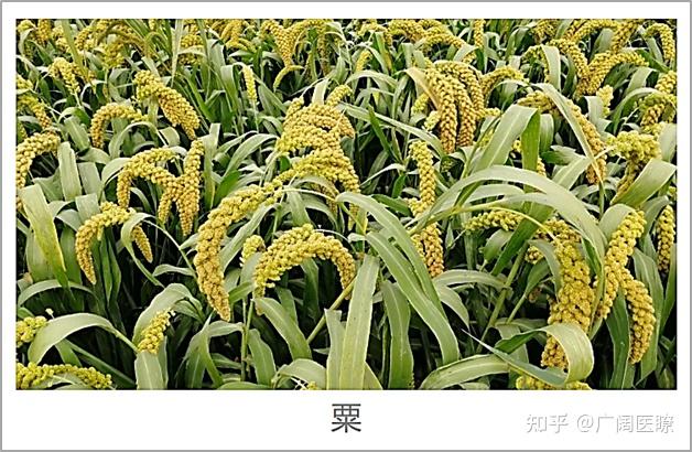 稷、黍,粟,究竟指什么? - 知乎