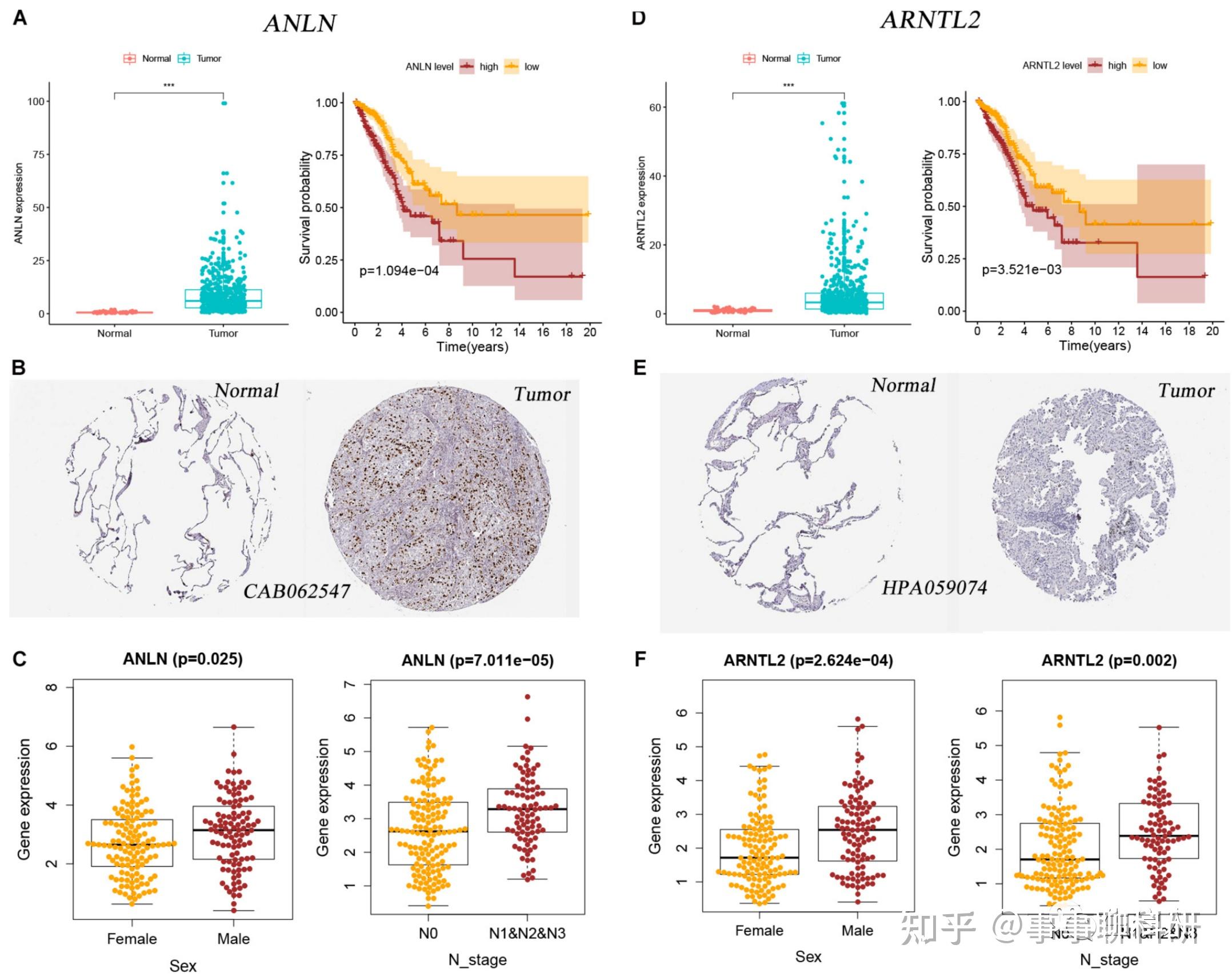 特征基因和风险评分与免疫检查点和tmb的关系图6.